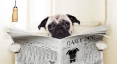 Pies biegunka: co robić?